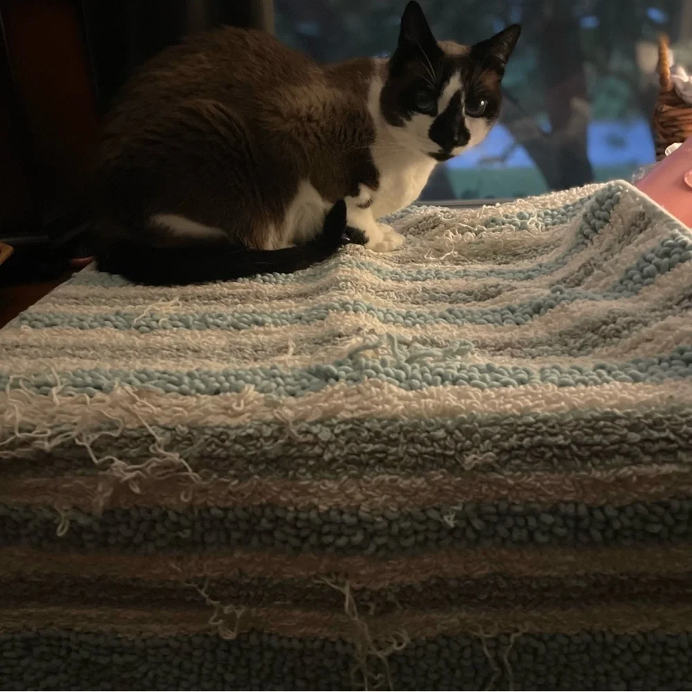 NWT Sonoma Bath Mat | Cat-Crafted | By Timber | Purr-ceived Defects by Design